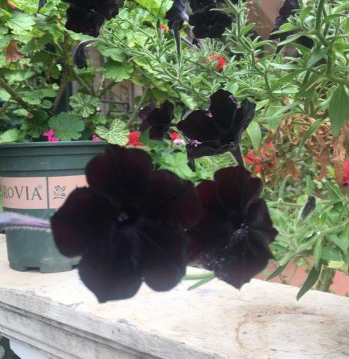 养花小心用错盆, 怎么养都不活, 怪不得你是养花杀手!