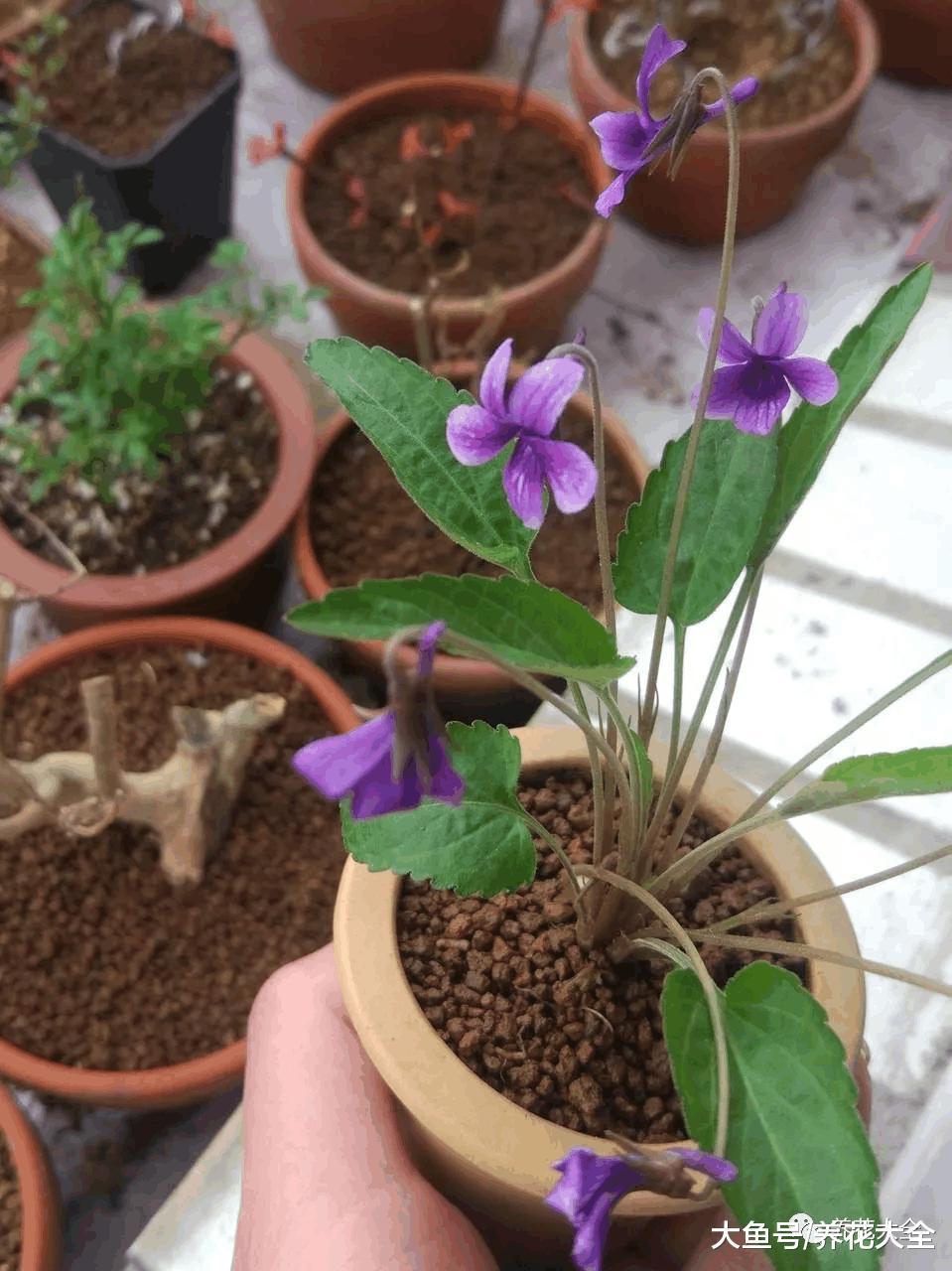 这些野花比栀子月季还好看, 再不采, 就要被别人采光了!