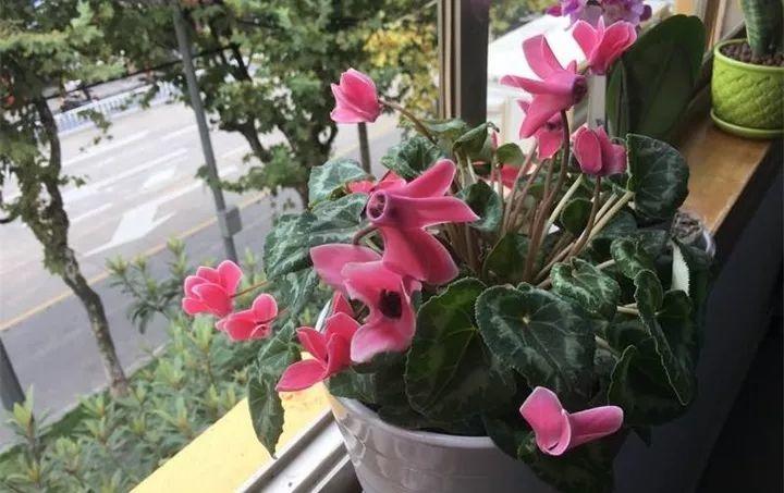 刚买回的仙客来, 一步做错了, 叶子耷拉花全倒!