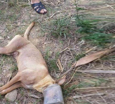 男子发现流浪狗趟在地上一动不动, 走进前一看, 狗狗默默流出眼泪