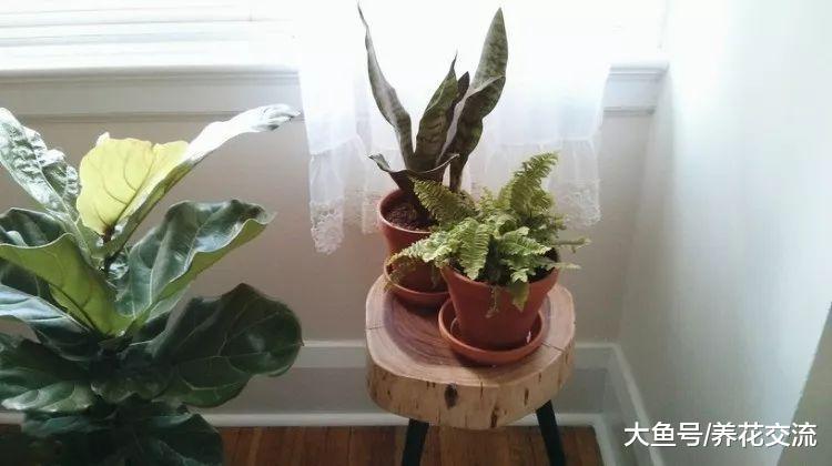 没有窗户的室内环境下, 如何养好盆栽植物呢?