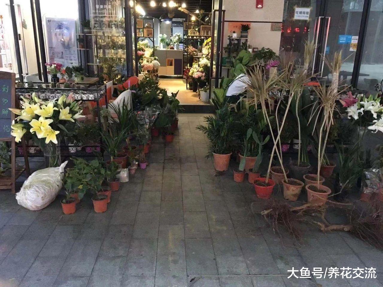 网上买花要谨慎一点, 否则我就是最好的反面教材