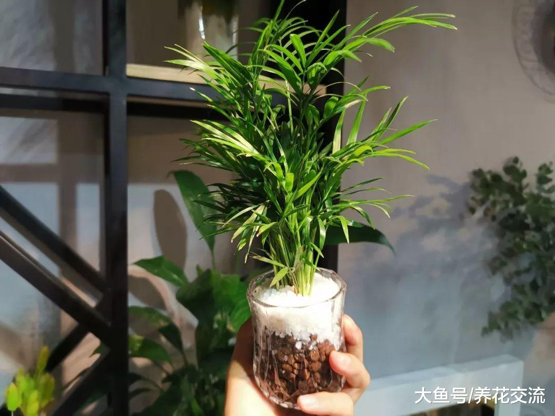 用懒人花盆养花没有掌握关键几个技巧, 难怪植物几天就烂根烂茎