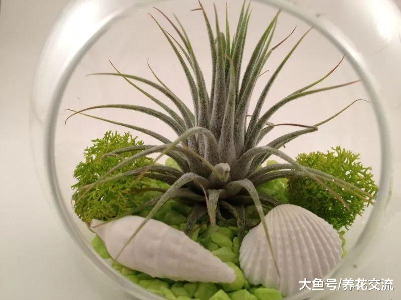 南方的冬天寒冷潮湿, 还不快点种上这5种除湿的植物