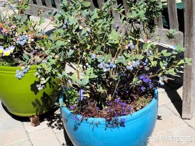 有这些方法保护家里的花草, 再也不怕它们被虫子吃掉了