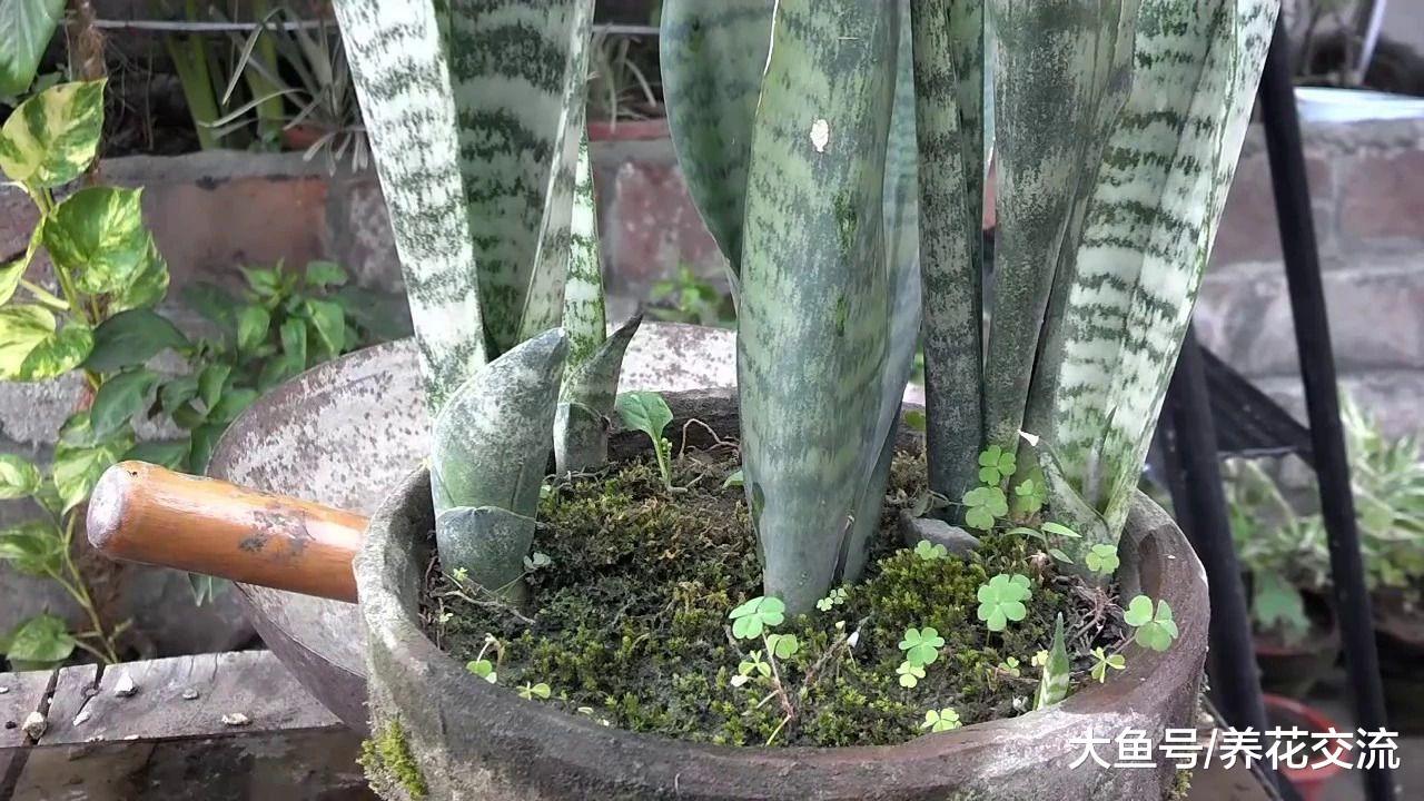 这种常见的绿植叶片可以切成很多片繁殖, 插河沙里就能生根发芽
