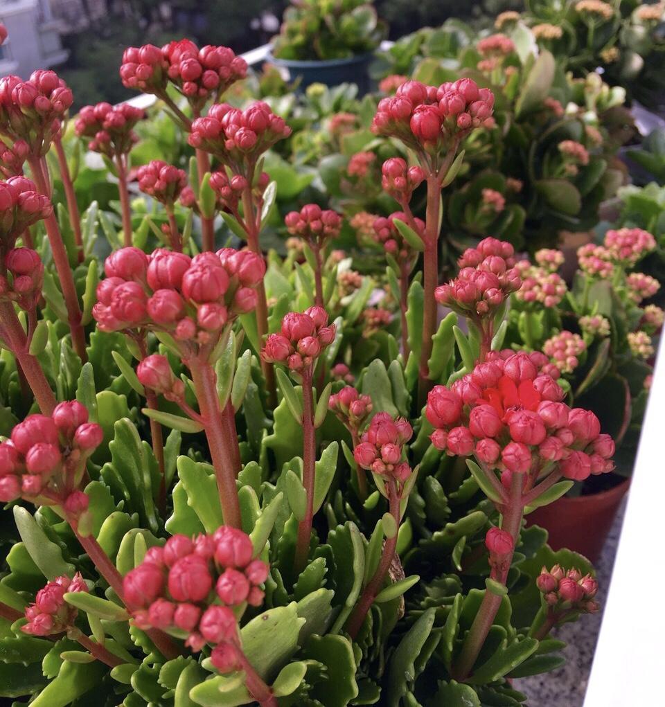 园艺师: 冬季养“4种花”, 越冷开花“越旺”, 家里像“小花园”