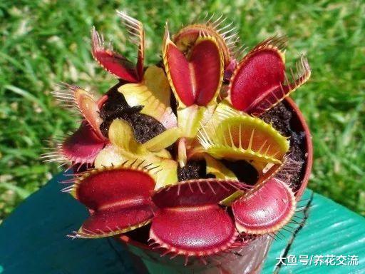 在室内栽种食虫草盆栽植物的几个技巧, 你更喜欢哪一种呢?