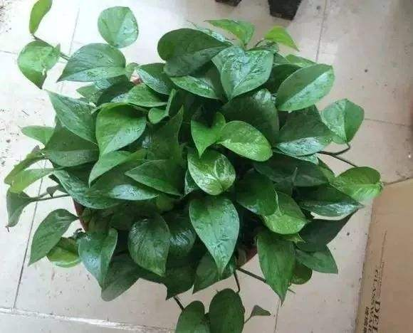 绿萝常黄叶, 喂上勺“废水”, 半个月黄叶返青, 绿汪汪!