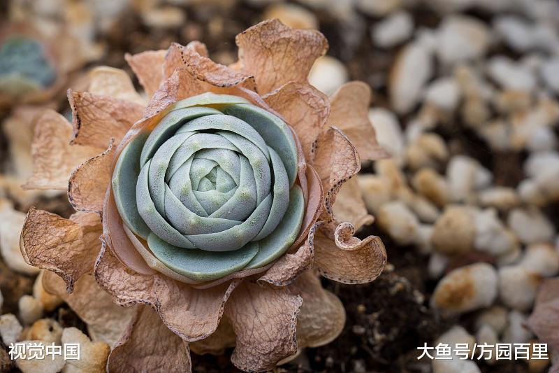 选购多肉植物省钱攻略