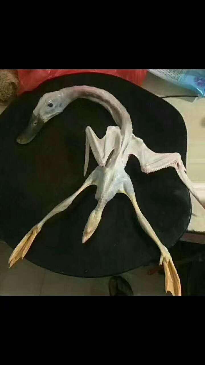 过节杀了只鸭，大家来吃啊