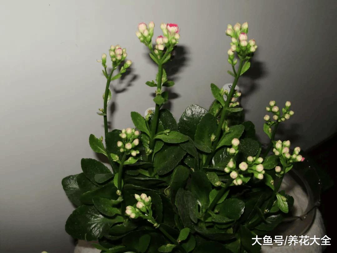 方便袋不要扔, 套在花盆上, 叶子贼绿花开爆!