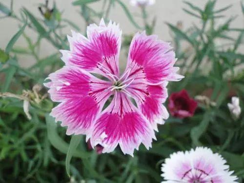 夏天就快到了, 是时候养殖这些越晒, 开花越是疯狂的花卉了!