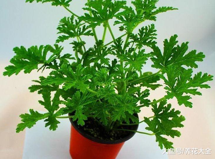 7种驱蚊植物, 好看又好养, 比花露水还管用!