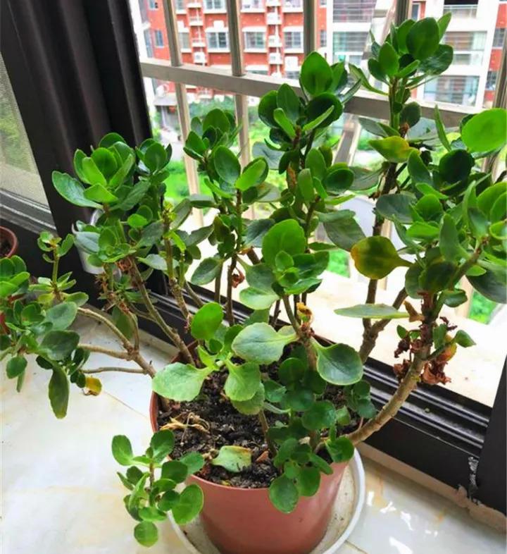 长寿养成窜天猴? 学我这么做, 3步变回大花球!