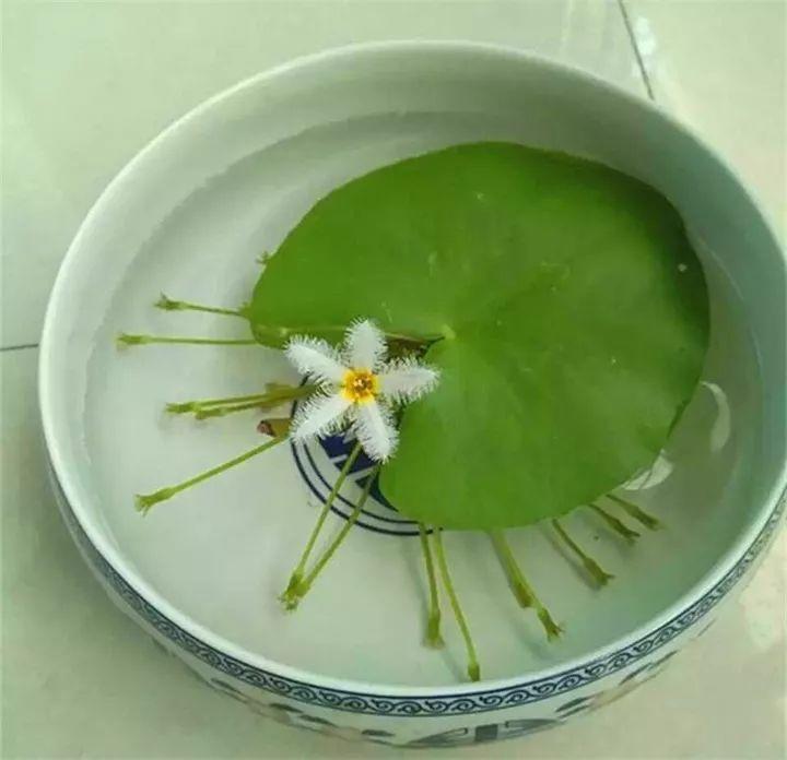 这花只有1片叶, 一碗清水就能养, 3个月长满一缸!