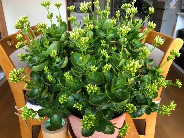 28种常见花, 冬天这样浇水, 叶子油绿长满花苞!