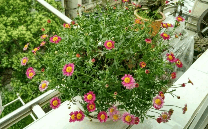 大热天, 给花剃个头, 1个月后再爆盆!