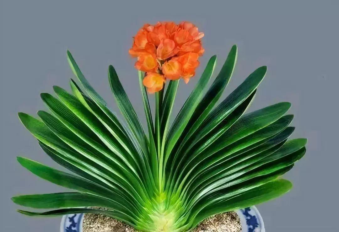 家里有这6种花, 叶子别喷水, 不然立马就烂叶!