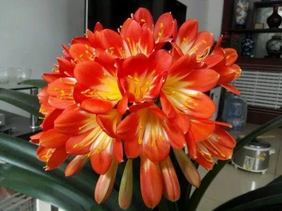 她给花吃了点冰块, 花苞竟往疯里冒, 刹不住闸了!