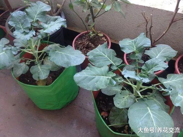 12种非常适合种在树荫下的蔬菜, 阳台没多少光照也能生长旺盛