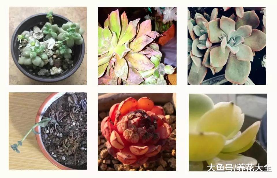 老花农教你养多肉, 颜色长得粉嫩可爱, 蹭蹭长爆盆!