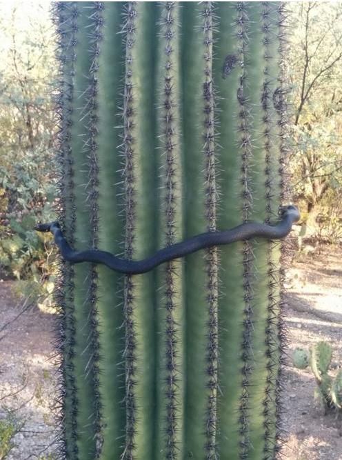 这条蛇够硬气。 ​​​​