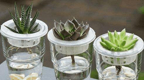 水培植物养不好? 在里面加点它, 叶子绿得能滴油!