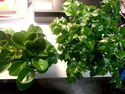 高温夏季, 如何将豆瓣绿养殖的肥绿流油? 这些方法交给你!