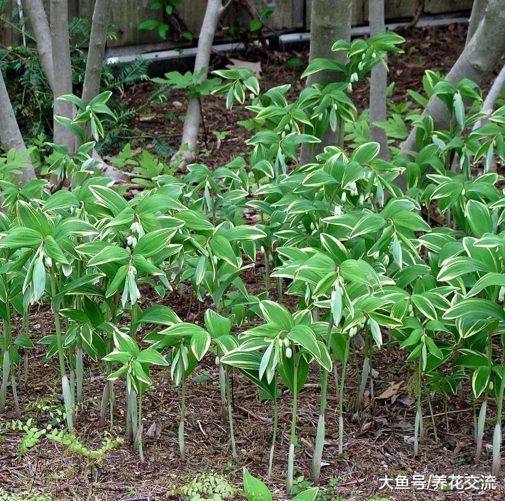 生长在树荫下就能不断开花的8种观赏植物, 你能认出几种呢?