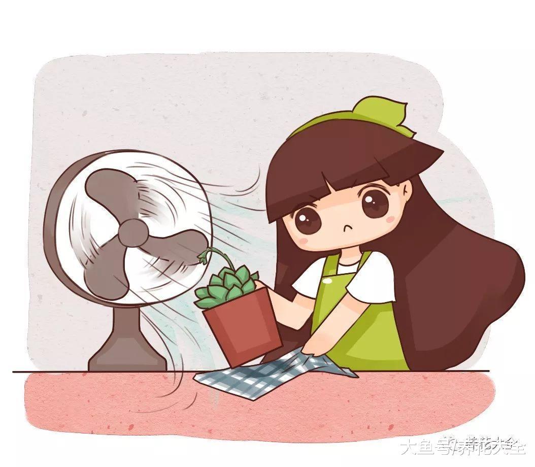 这些多肉要小心, 一个步骤做错, 就只剩下盆了! 白牡丹度夏小妙招, 学会这几点, 不烂根不掉叶!