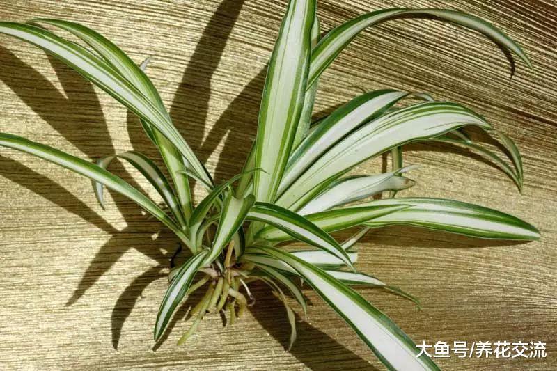 让吊兰不断长出分蘖的方法这么简单粗暴, 很多花友都没能领悟