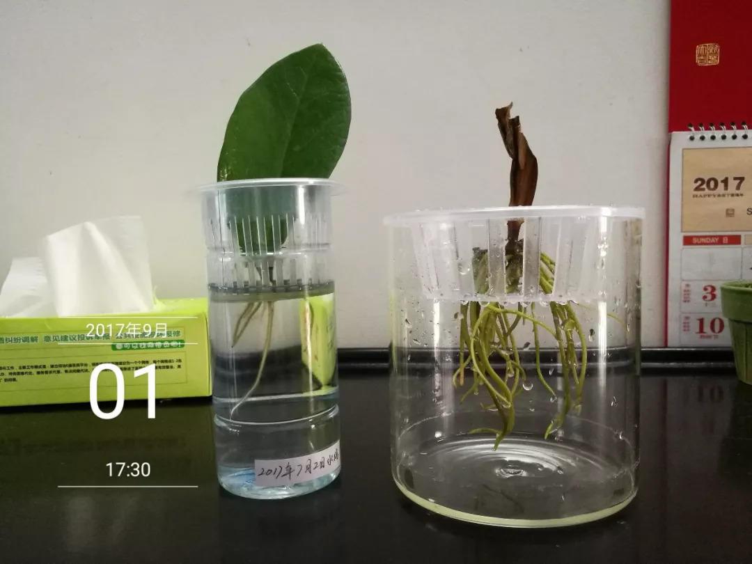 这3种花, 养不好赶紧扔水里, 越长越来劲!
