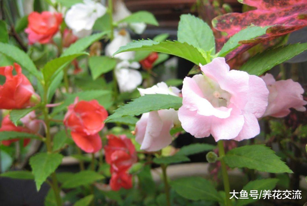 在窗台上每天给点散射光就能开花灿烂的几种短日照花卉