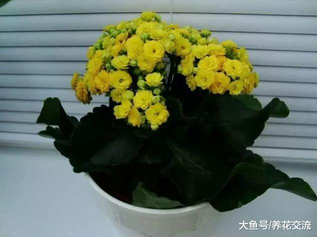 在窗台上养的长寿花盆栽也能每年开花, 注意好这几点就没问题