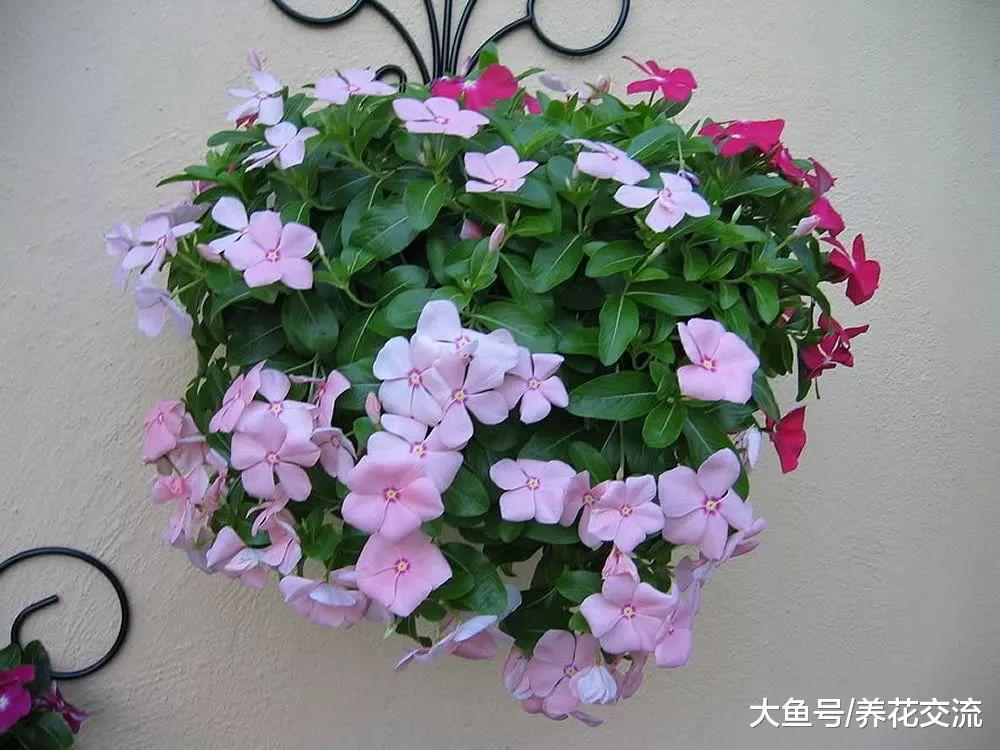 长春花越是暴晒花朵开得越旺盛, 没想到它是有毒植物