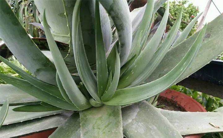 家里养这4种花, 能赏能吃能治病, 赚大啦!