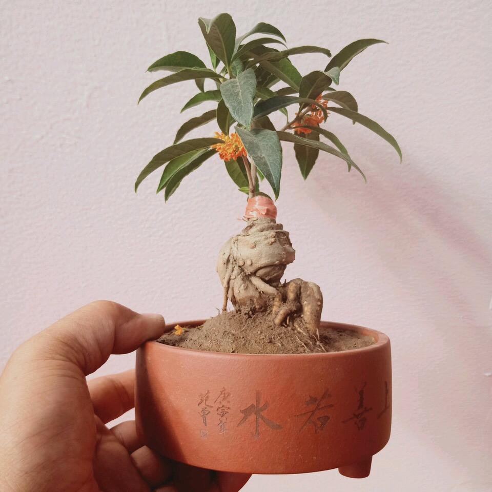 老花匠: 这3种盆栽要“剪头”, 越剪越“精神”, 花朵“多1倍”