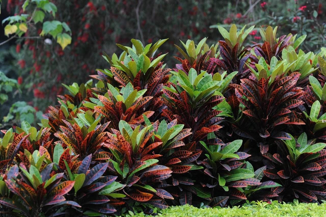 接触到有毒的植物应该如何避免?