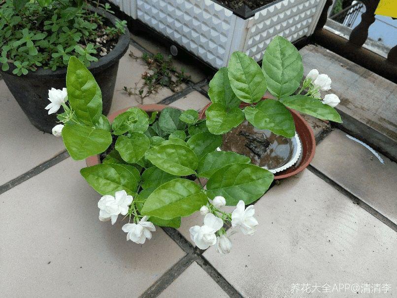 奶奶养的茉莉, 一枝开出10朵花, 香气飘出2公里!