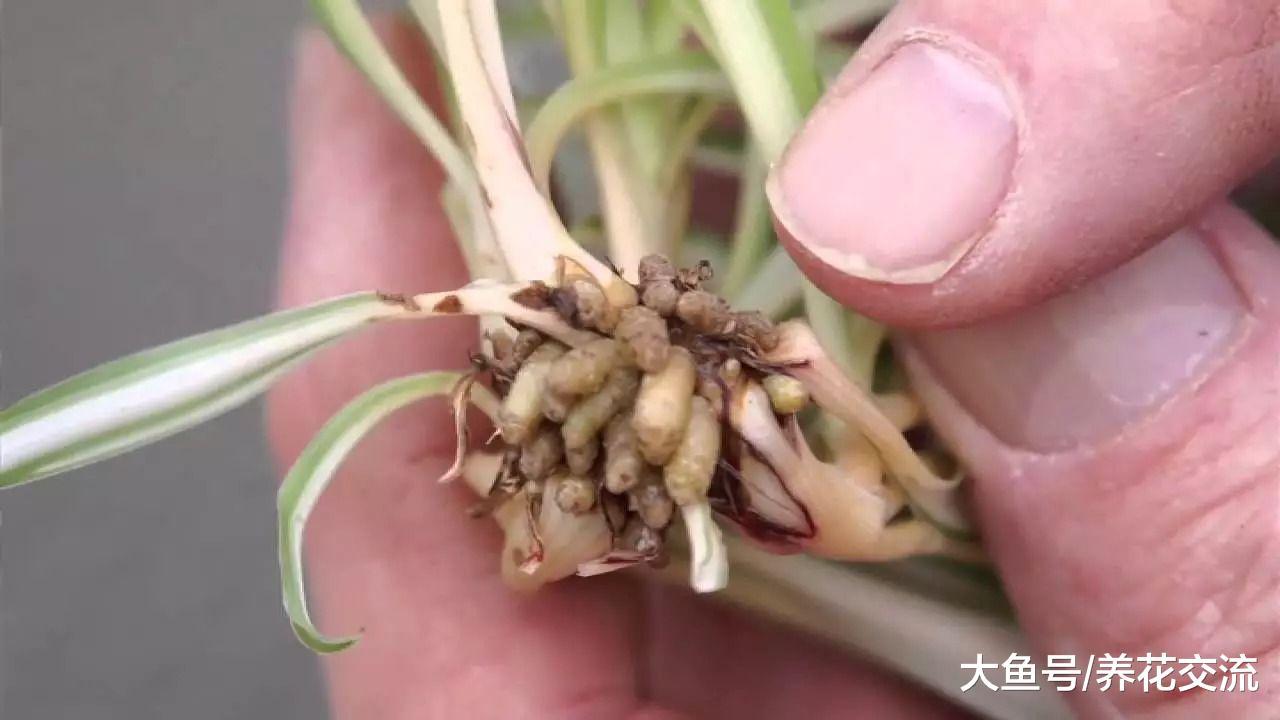 掌握三个技巧, 你的盆栽吊兰就能不断长匍匐茎