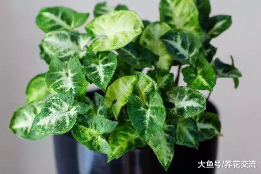 这10种植物都会对儿童和宠物造成危害, 容易被忽视的有毒植物