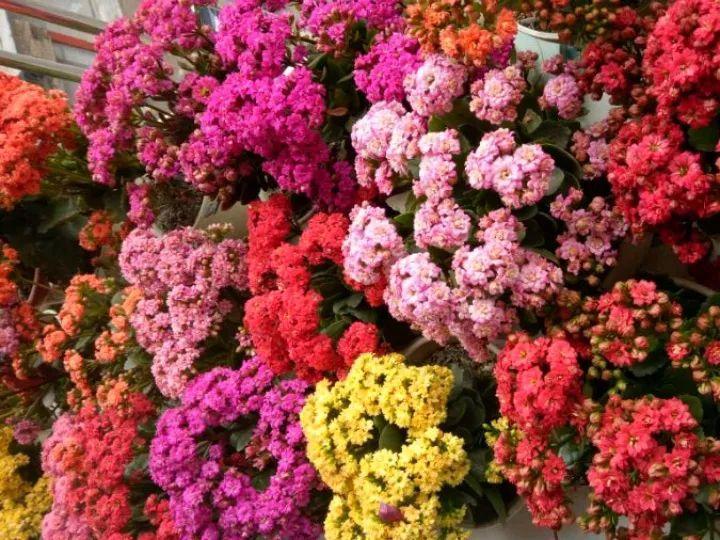 这花太能长, 养1次就上瘾, 半年霸占整间房!