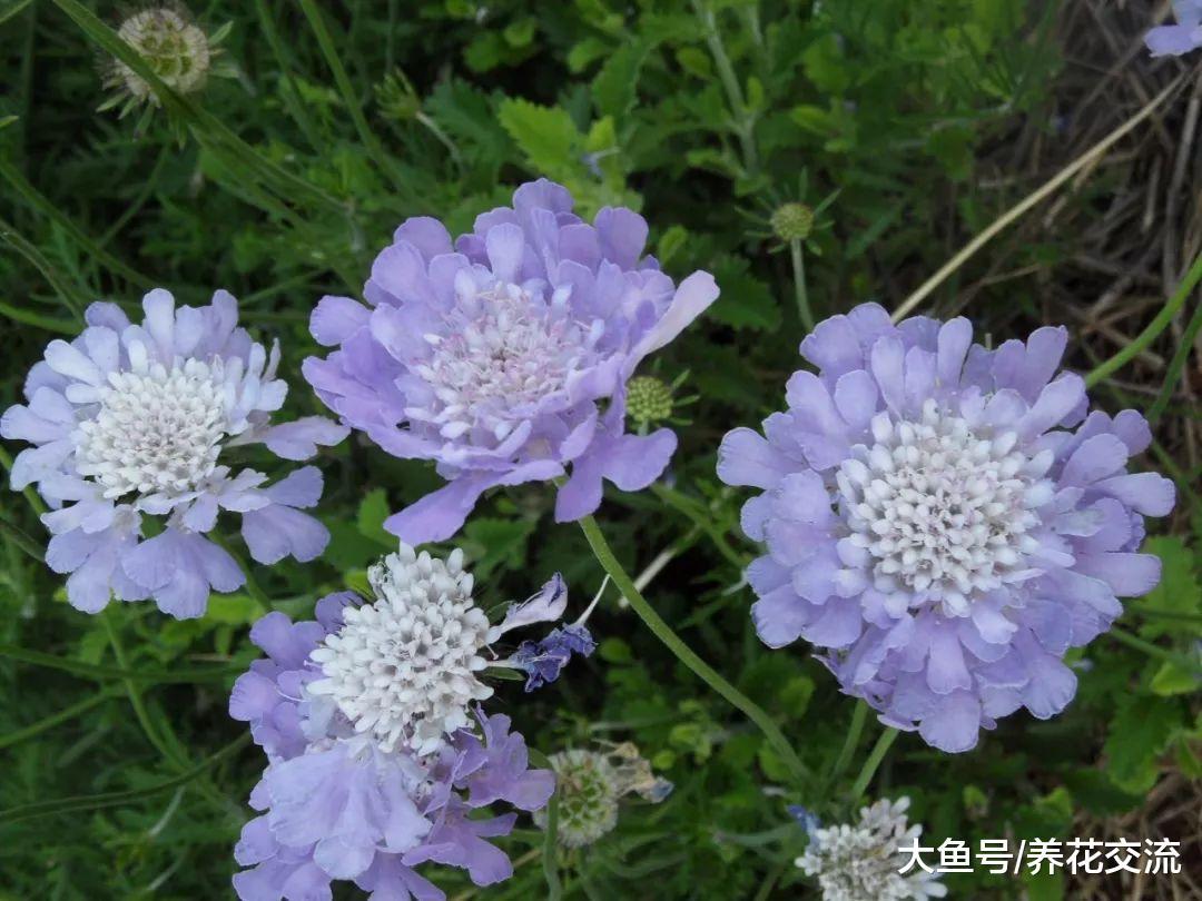 8种开花五颜六色的盆栽花卉, 大半年都能欣赏到花朵