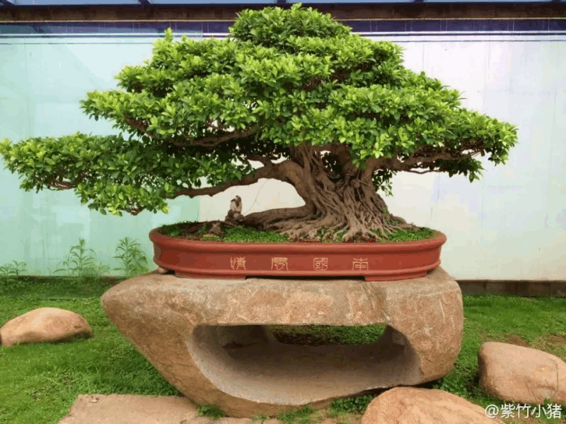 1个盆景出价600万, 植物也可以做成艺术品!