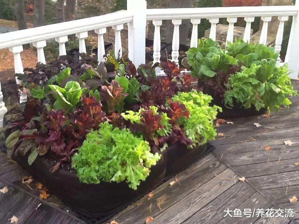 在阳台上养护盆栽生菜需要掌握的10个技巧