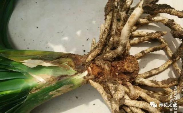 夏天养花别乱折腾, 注意这一点, 过后越长越旺盛!