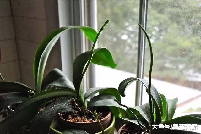 蝴蝶兰的花朵开败之后, 如何在一两个月后再次开花呢?