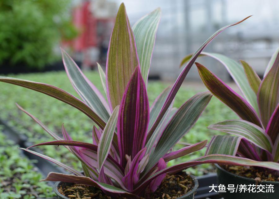 适合水培或土培养护的蚌兰, 能够开出珍珠一般的花朵