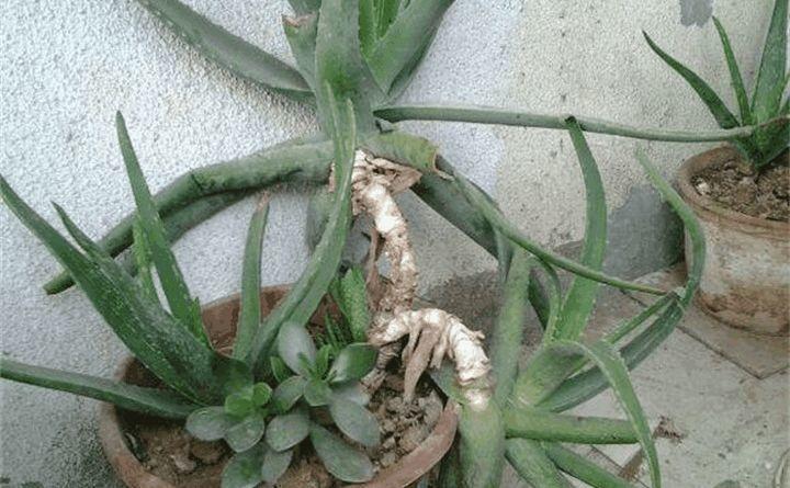 芦荟这样砍一刀, 蹭蹭蹿个爆小崽, 盆都装不下了!